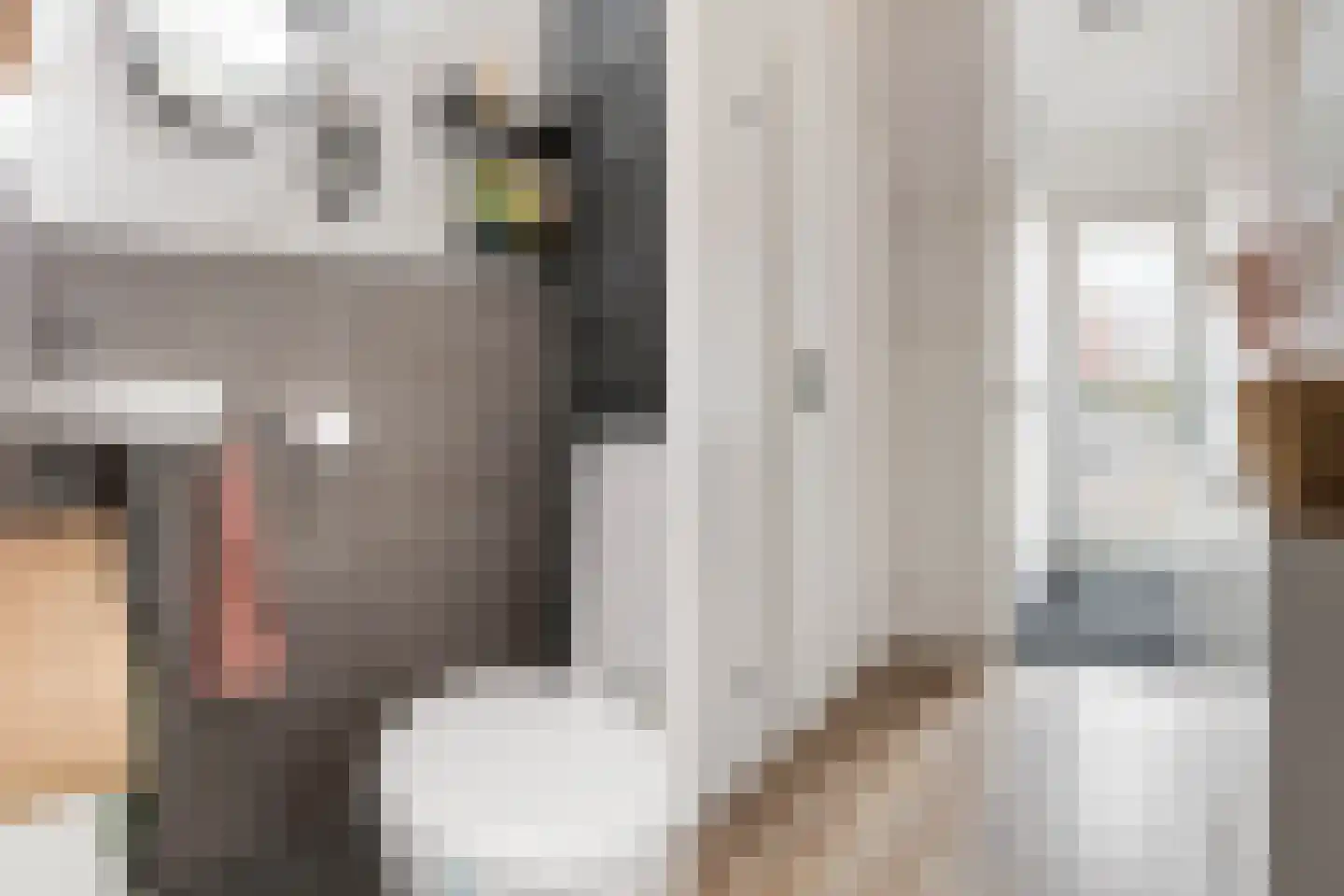 Begoniapad 9 Gouda thumbnail 7