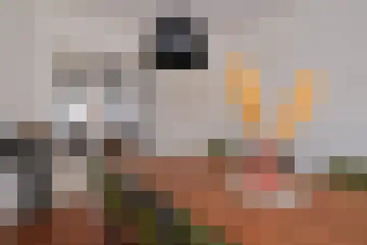 Begoniastraat 11 Almelo thumbnail 8