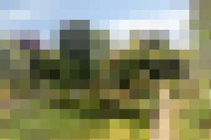 Begoniastraat 2 Bergen op Zoom thumbnail 34