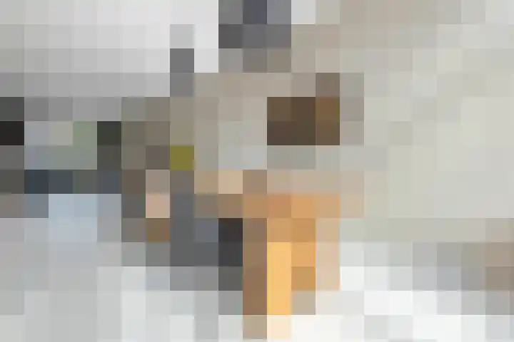 Begoniastraat 200 Den Haag thumbnail 13