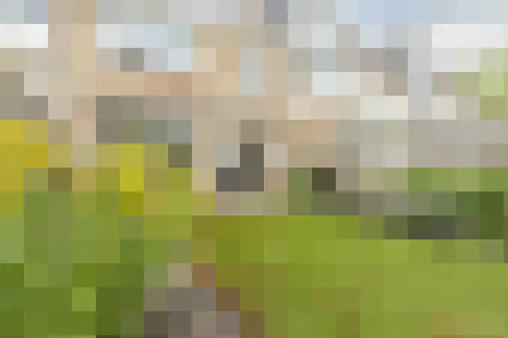Begoniastraat 34 Oud-Beijerland thumbnail 18