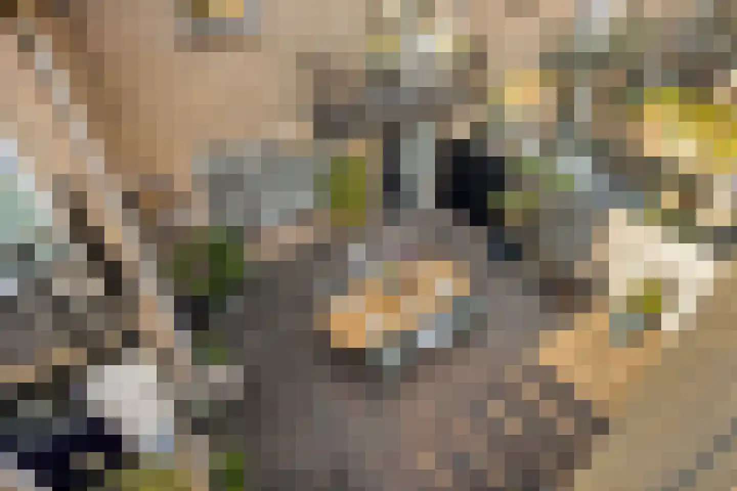 Begoniastraat 39 Doesburg thumbnail 42