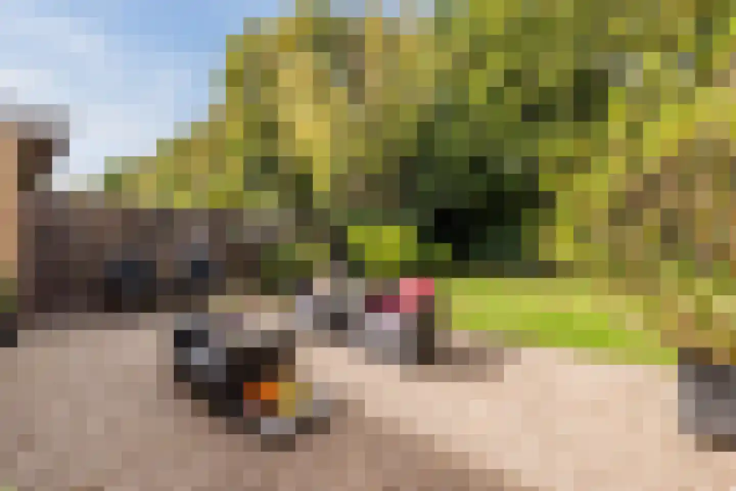 Begoniastraat 43 Echt thumbnail 40