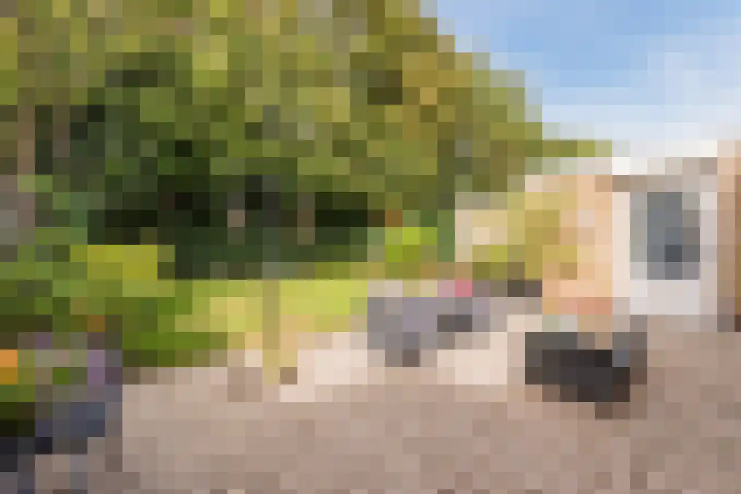 Begoniastraat 43 Echt thumbnail 5