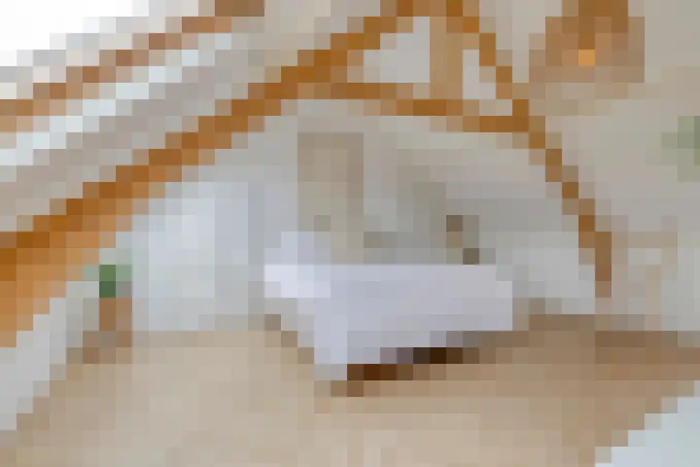 Begoniastraat 6 Eindhoven thumbnail 28