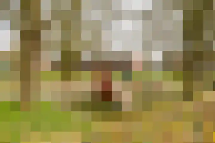 Begoniastraat 81 Groningen thumbnail 30