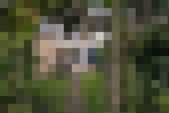 Begoniatuin 193 en Pijnacker