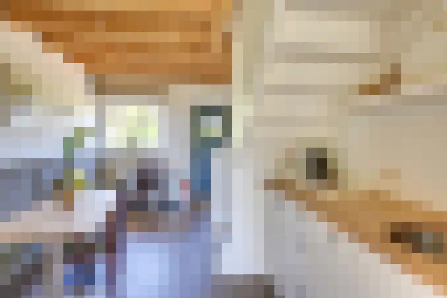 Behelp 2 a Heusden thumbnail 21
