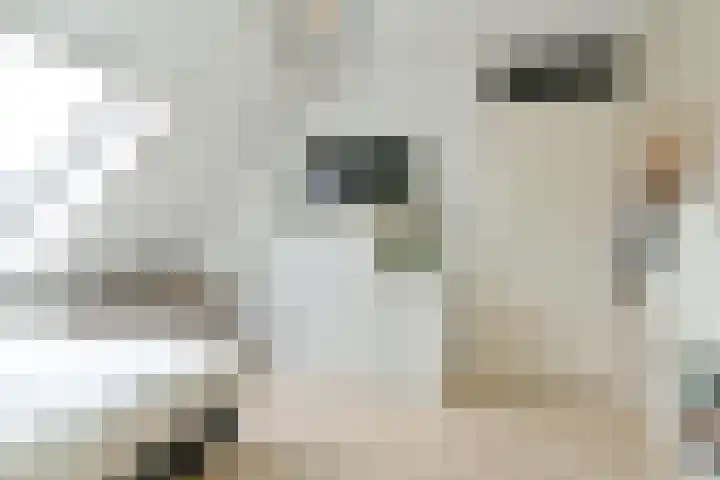 Behringhof 39 Hoogeveen thumbnail 39