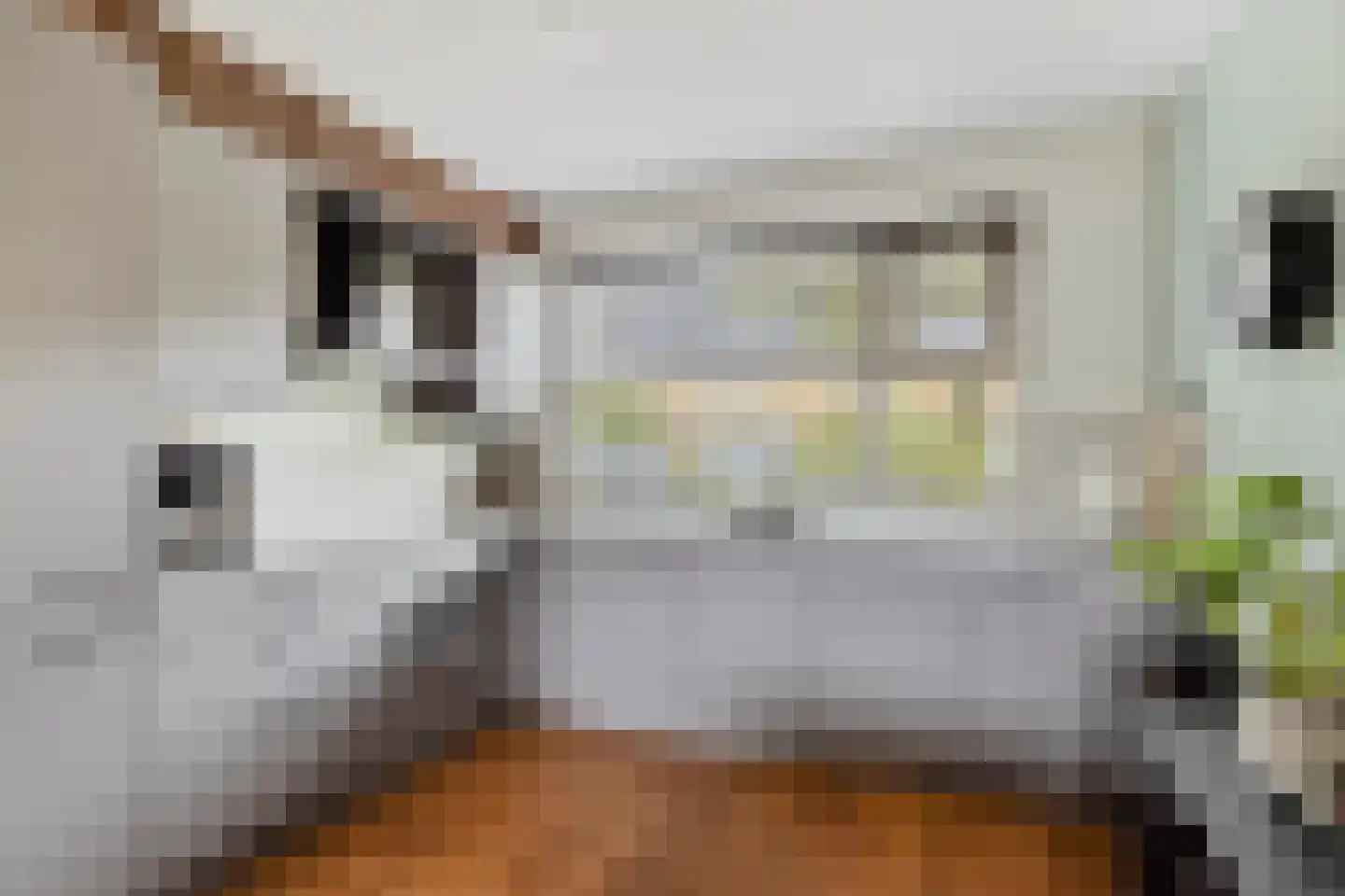 Beiaardierlaan 17 's-Gravenzande thumbnail 4