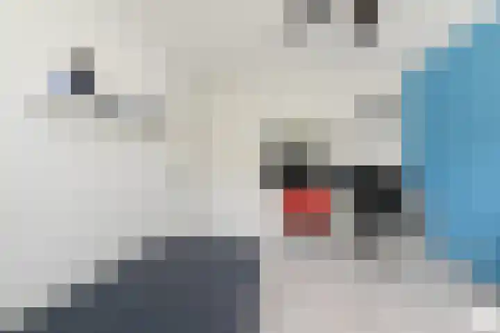 Beiaardierlaan 5 's-Gravenzande thumbnail 22