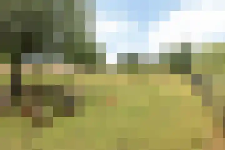 Bekerbaan 11 Schimmert thumbnail 29