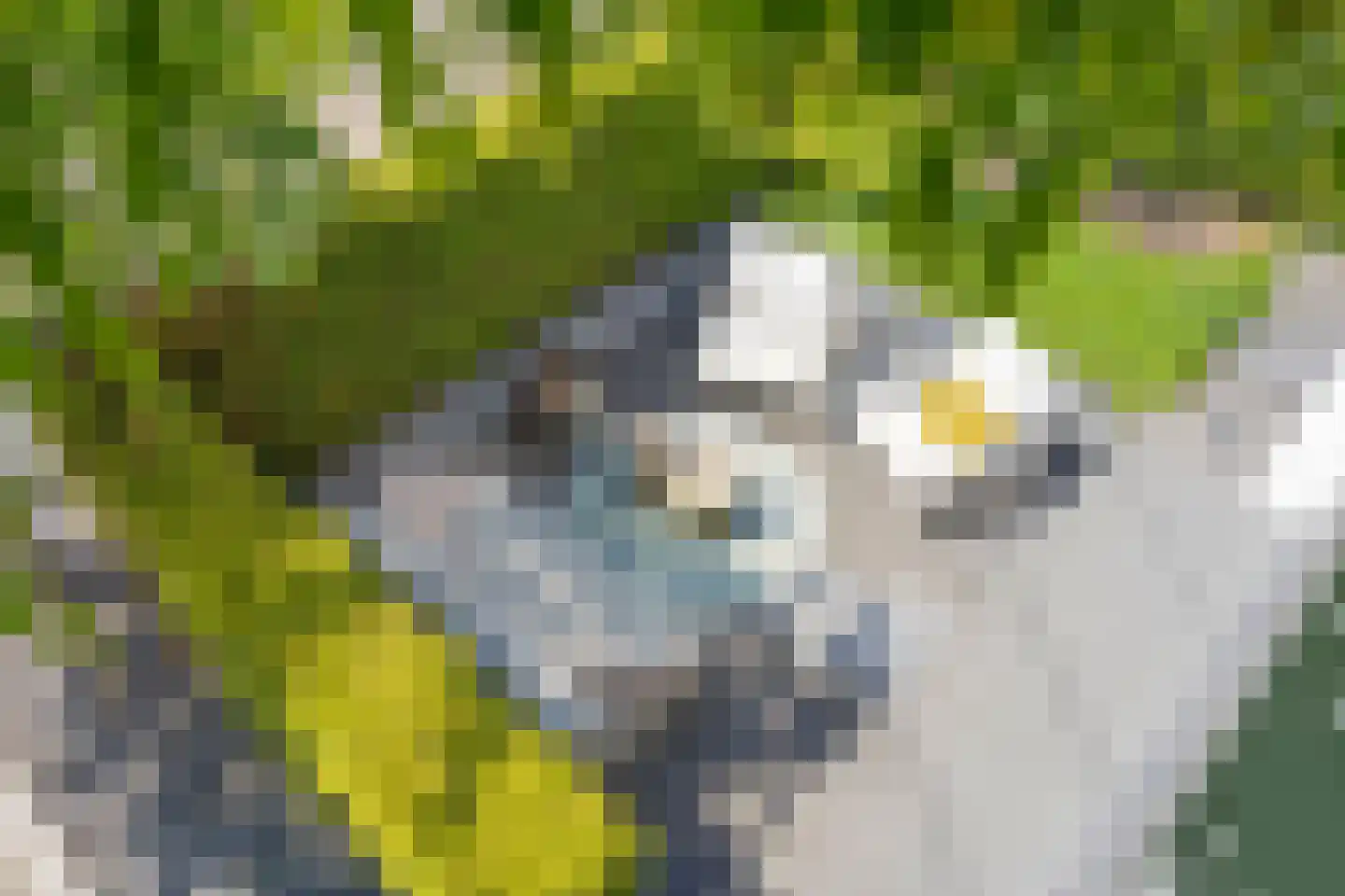 Bekerpad 6 Oss thumbnail 30