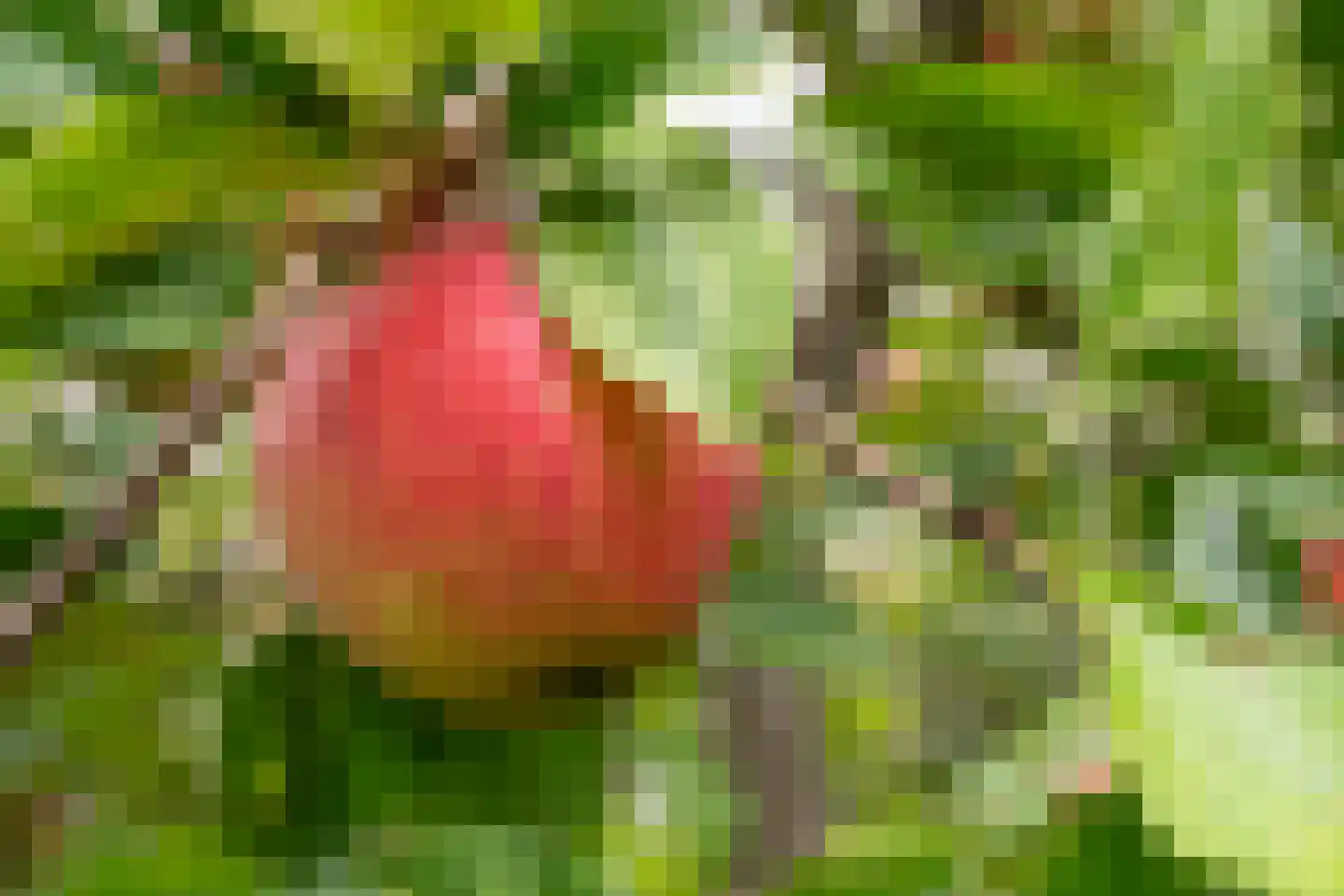 Bekkendammerweg 1 Diepenheim thumbnail 60