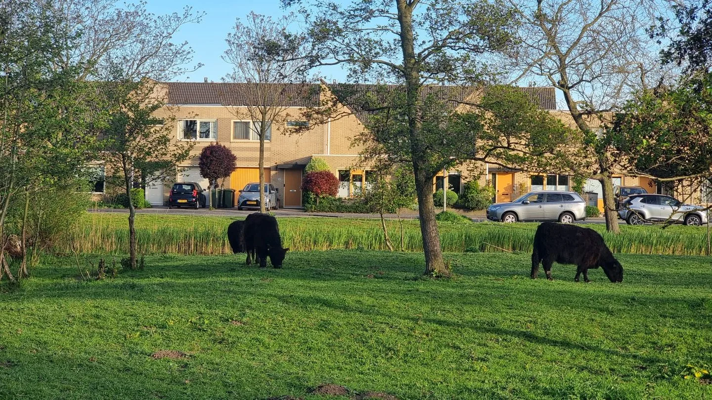 Belgiëpark 6 Alphen aan den Rijn foto 2