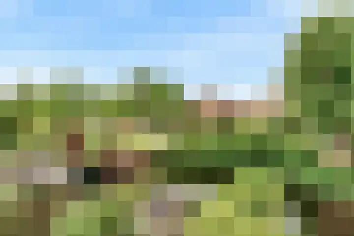 Belle van Zuylenlaan 97 Castricum thumbnail 4