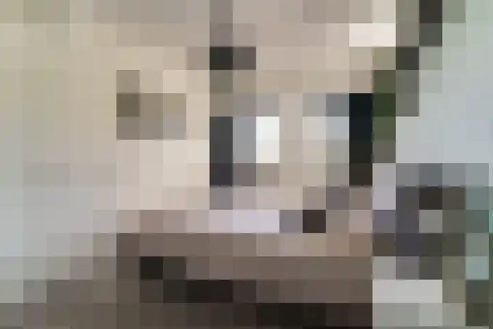 Bellefleur 11 Winkel thumbnail 33