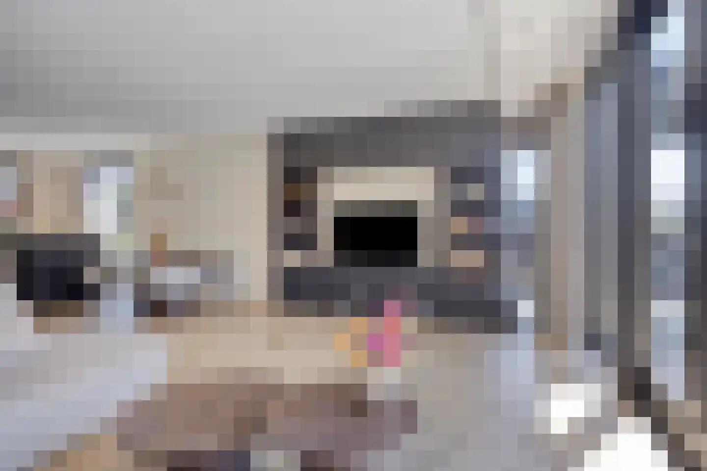 Bellefleur 6 Kampen thumbnail 12