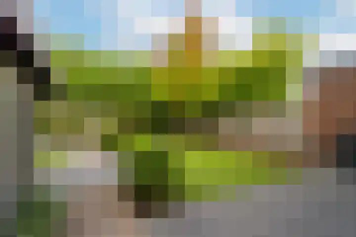 Bellefleur 8 Andel thumbnail 27
