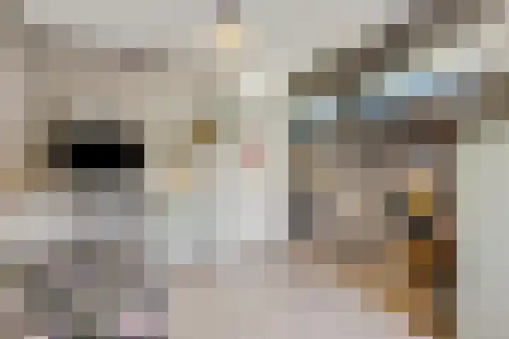 Bellestein 147 Ede thumbnail 17