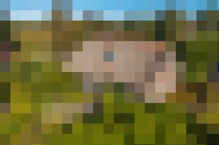 Belterweg 8 Belt-Schutsloot thumbnail 4