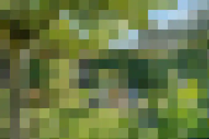Belterweg 8 Belt-Schutsloot thumbnail 42