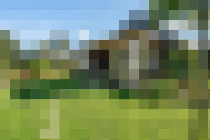 Belterweg 8 Belt-Schutsloot thumbnail 43