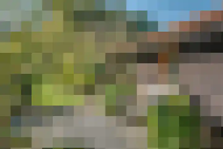 Belterweg 8 Belt-Schutsloot thumbnail 60