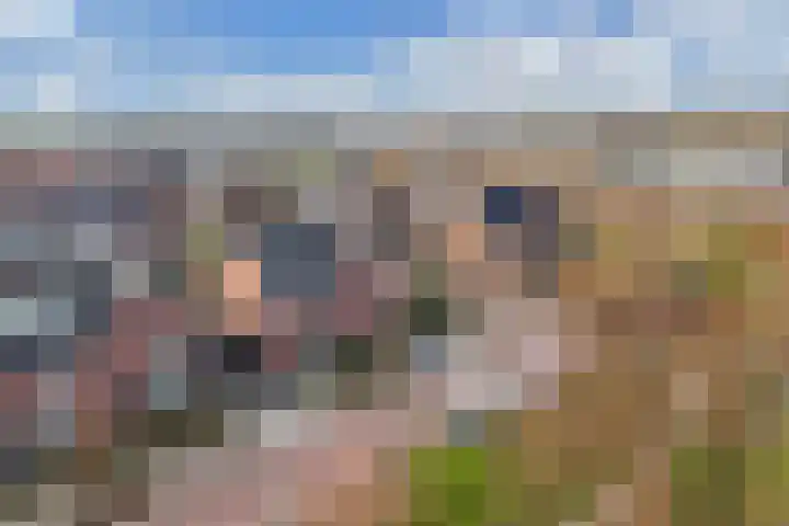 Beltmolen 113 Nunspeet thumbnail 5