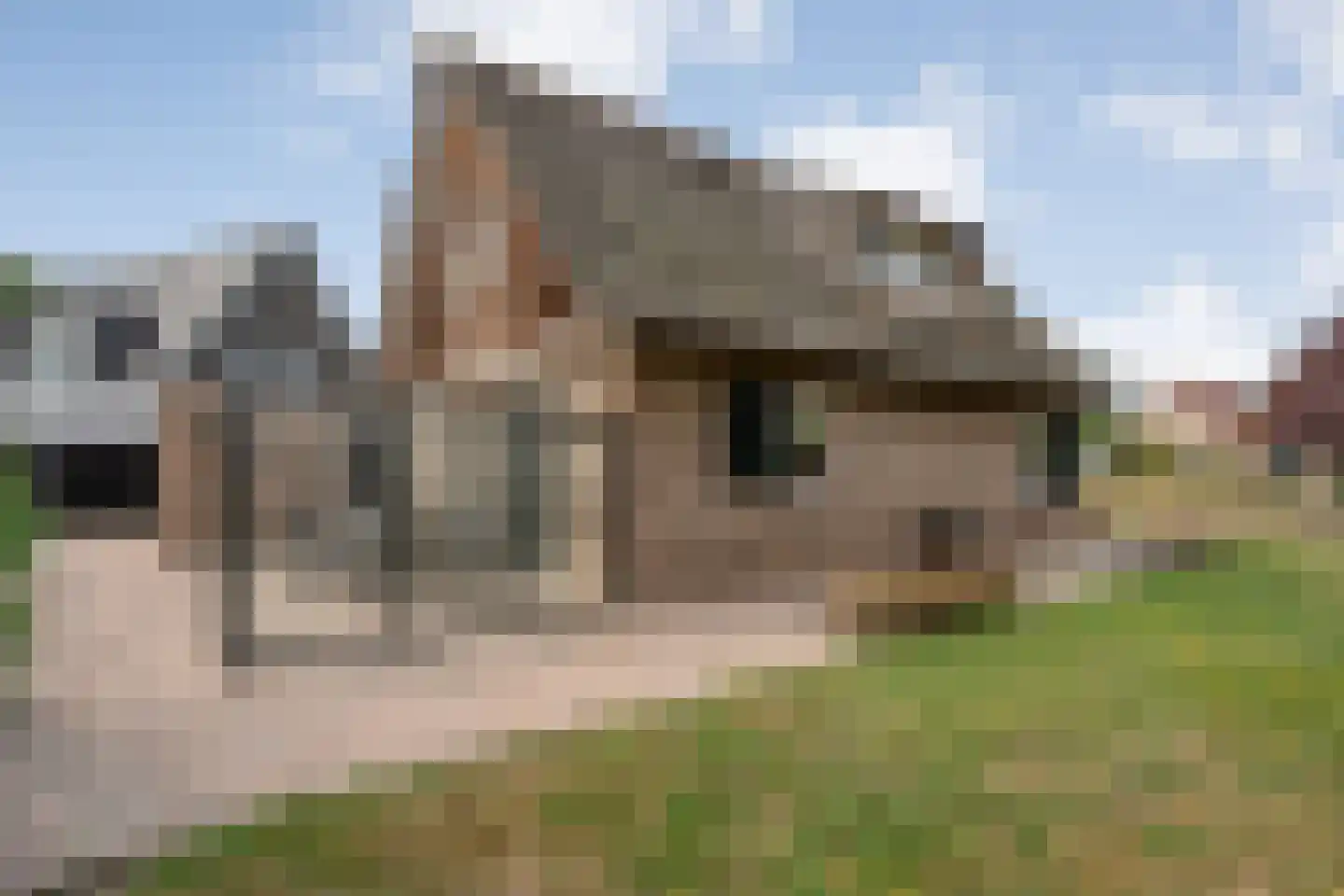 Beltmolen 16 de Lutte thumbnail 26