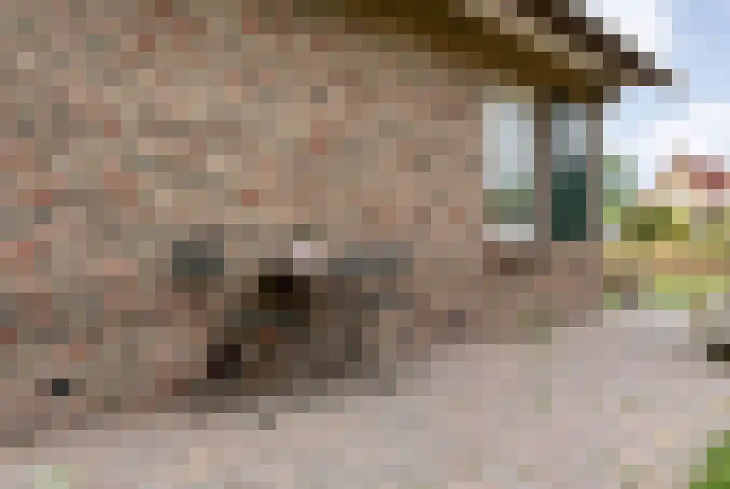 Beltmolen 16 de Lutte thumbnail 32