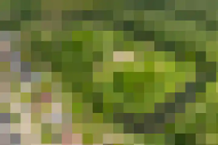 Beltmolen 40 Vianen thumbnail 69