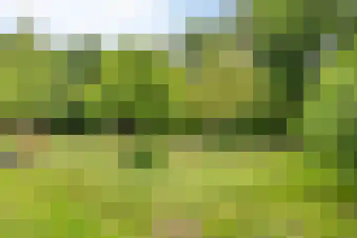 Beltmolen 71 Nunspeet thumbnail 38