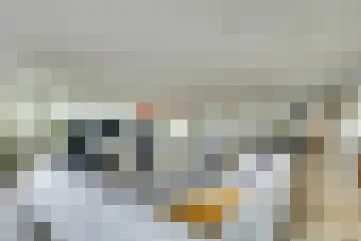 Belvédère 19 Almelo thumbnail 5