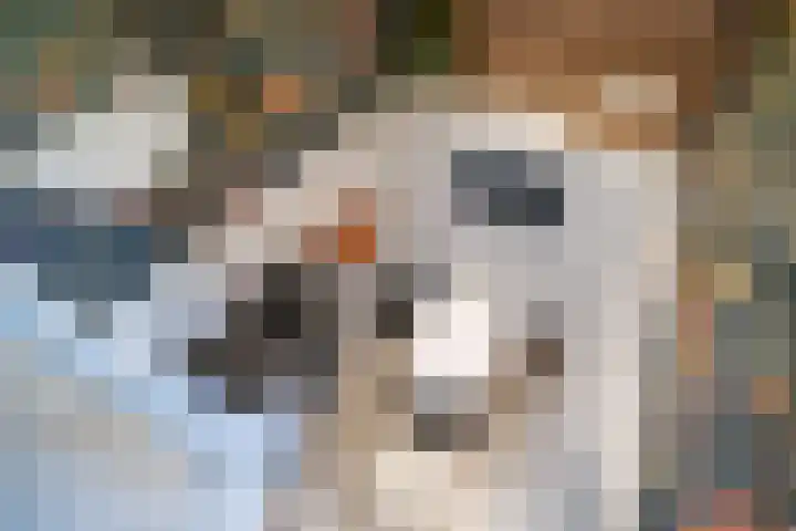 Belvédèrebos 181 Zoetermeer thumbnail 35