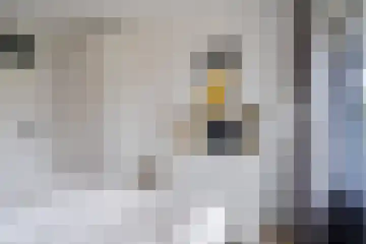 Belvédèrebos 201 Zoetermeer thumbnail 39