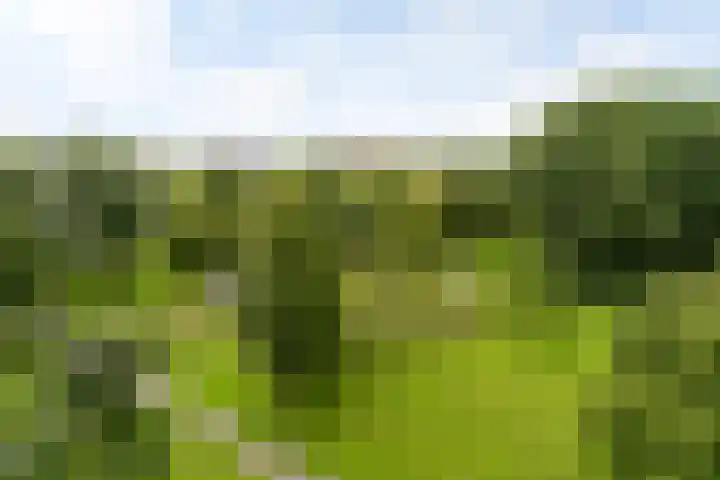 Belvédèrebos 230 Zoetermeer thumbnail 35