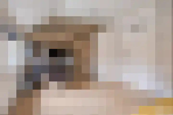 Beneden Veensloot 16 Meeden thumbnail 18