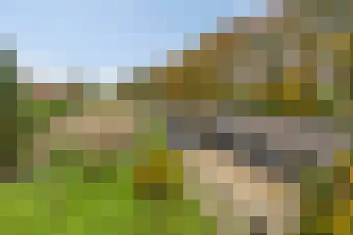 Beneden Veensloot 16 Meeden foto 2