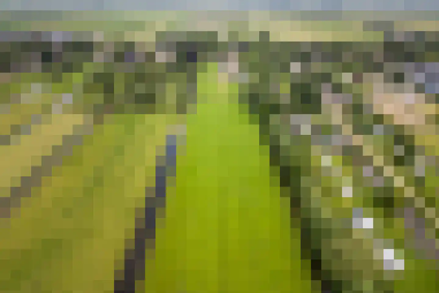 Benedeneind ZZ 285 Benschop thumbnail 50