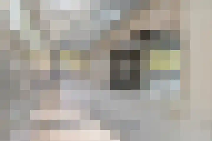 Benedenlangs 17 Amsterdam thumbnail 5