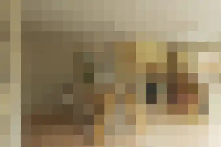 Benedenrijweg 131 Ridderkerk thumbnail 13