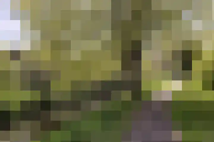 Benedictijnenhove 115 Leusden thumbnail 24