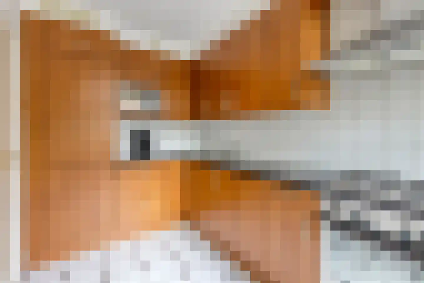 Benedictuskruid 63 Rotterdam thumbnail 11