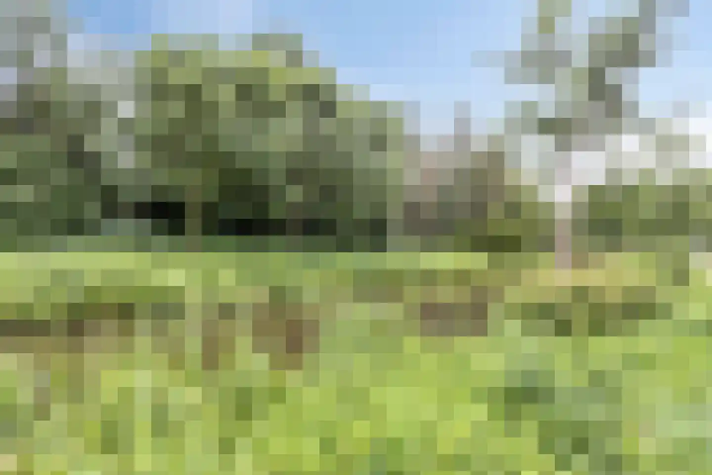 Benedictuskruid 63 Rotterdam thumbnail 30