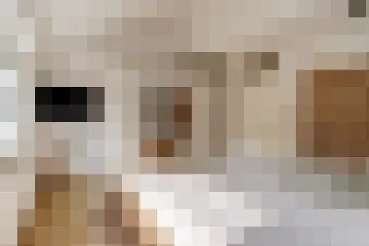 Benraatshoef 28 Raamsdonksveer thumbnail 21