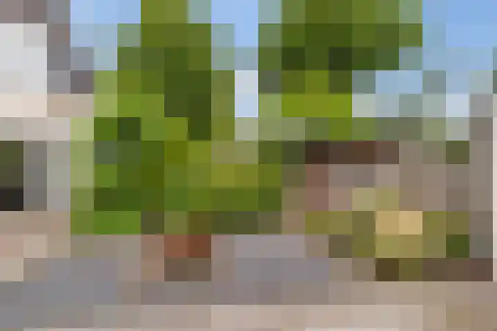Bente 12 Odoorn thumbnail 24