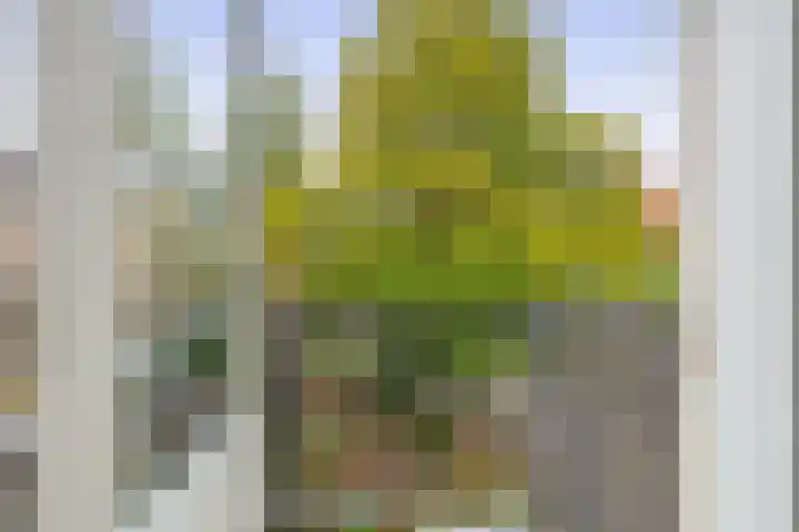 Bentincklaan 27 A Rotterdam thumbnail 33