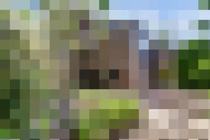 Bentinckshof 62 Meteren thumbnail 42