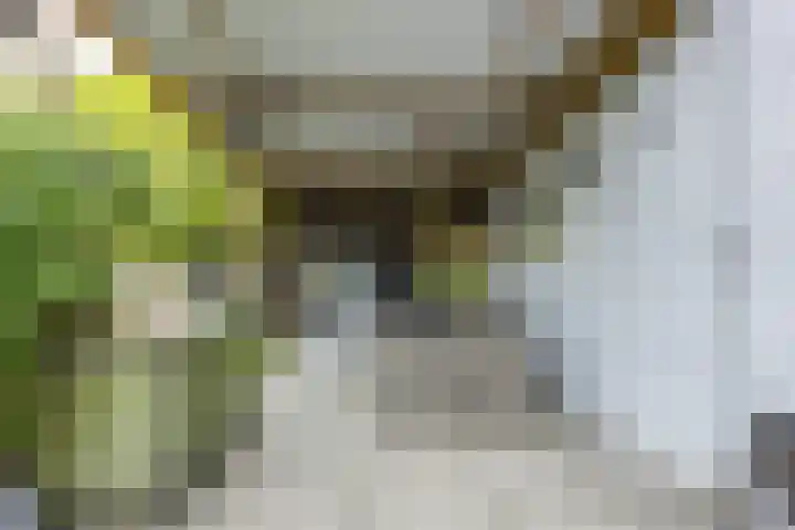 Bereklauw 1 Best thumbnail 39